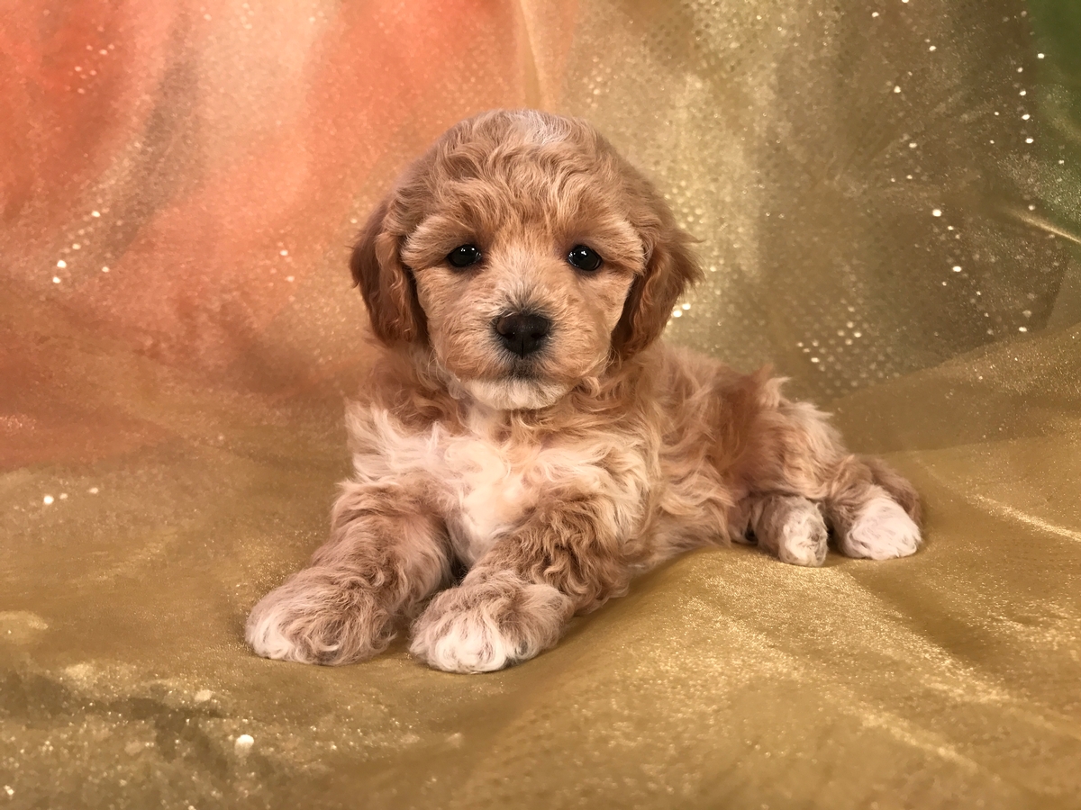 Female Apricot and White Bichon Poodle Puppy for Sale Date of Birth 10-16-2018 $975